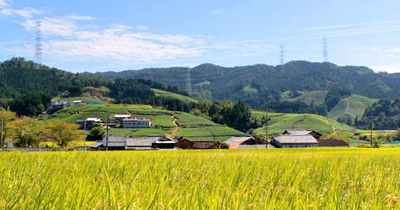 京都の茶畑と田園